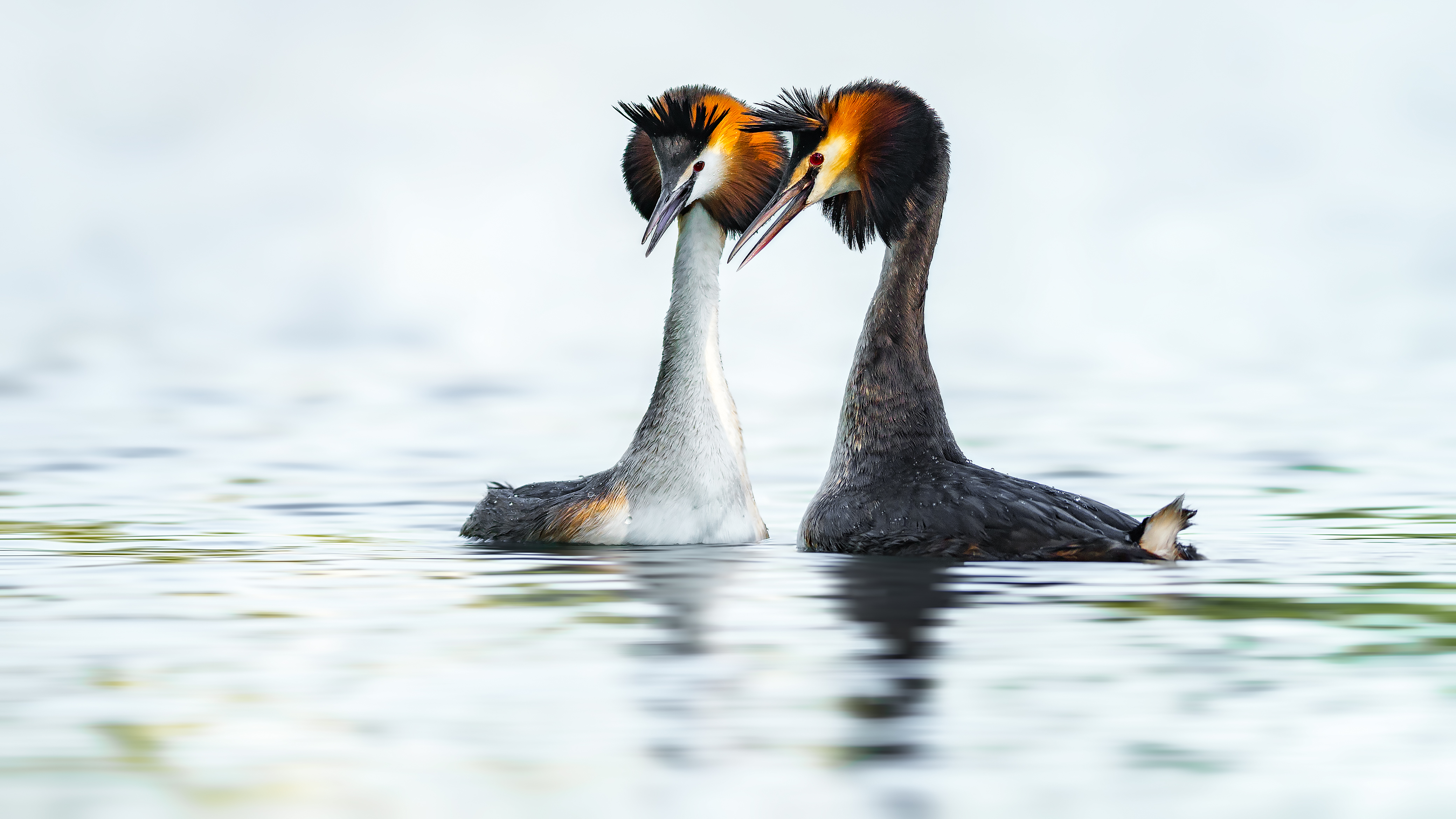 Grebe (33)